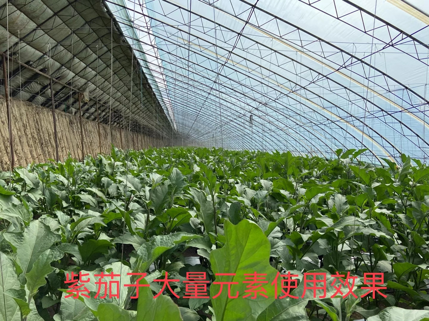 立杉水溶肥的效果怎么樣？看看在茄子上效果反饋
