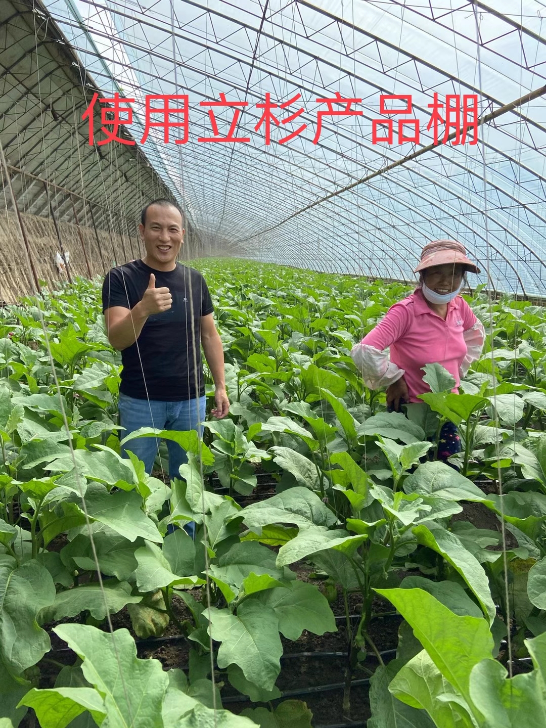 <a href=http://qduobao.cn target=_blank class=infotextkey>上海立杉</a>水溶肥在北方暖棚茄子上的效果反饋2