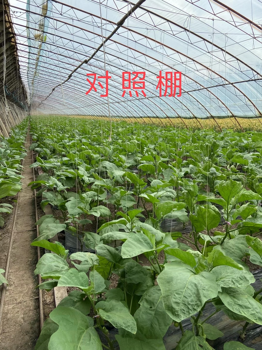 <a href=http://qduobao.cn target=_blank class=infotextkey>上海立杉</a>水溶肥在北方暖棚茄子上的效果反饋3