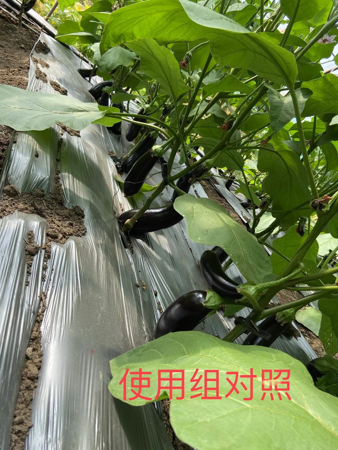 <a href=http://qduobao.cn target=_blank class=infotextkey>上海立杉</a>水溶肥在北方暖棚茄子上的效果反饋5