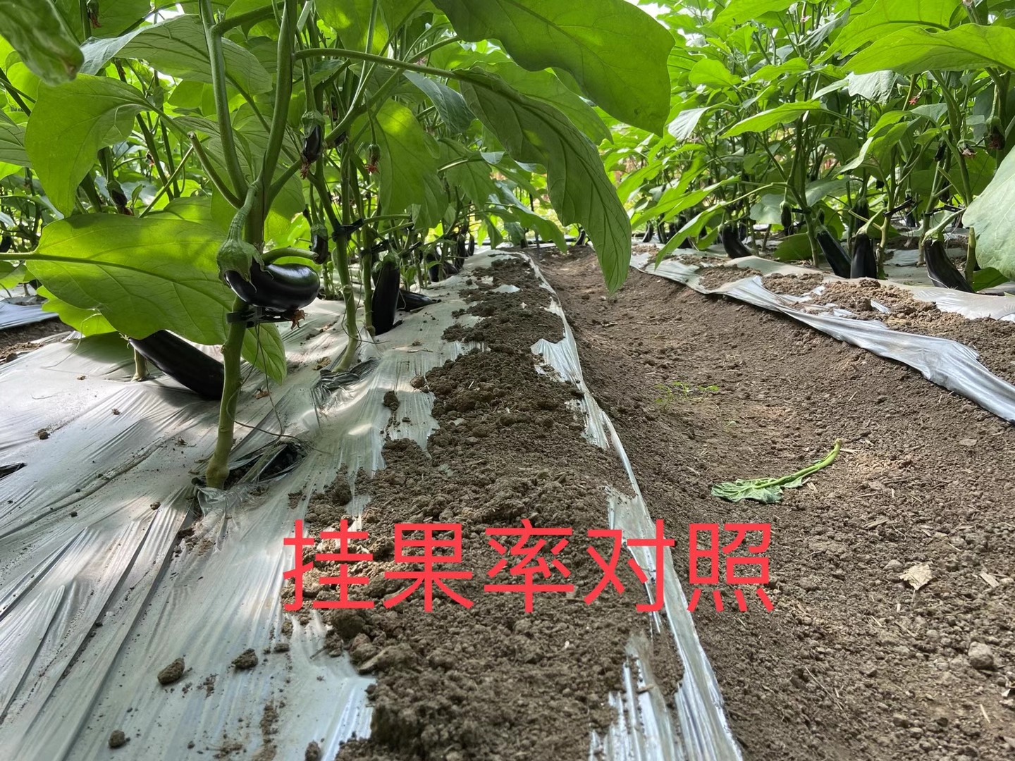 <a href=http://qduobao.cn target=_blank class=infotextkey>上海立杉</a>水溶肥在北方暖棚茄子上的效果反饋4