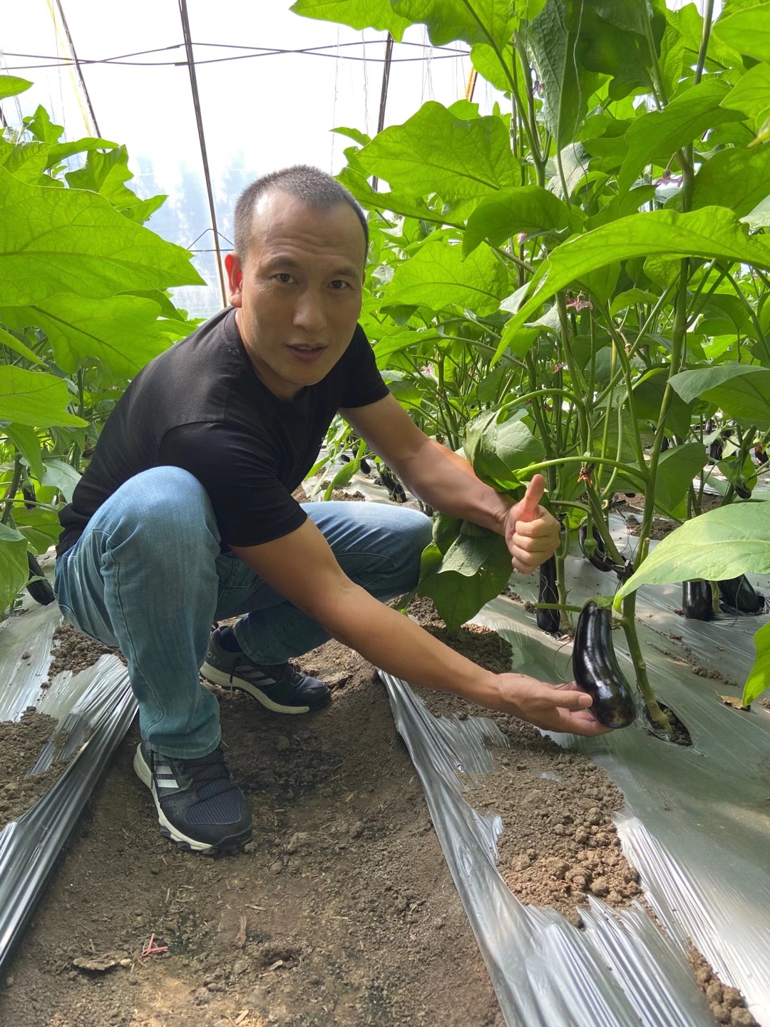 <a href=http://qduobao.cn target=_blank class=infotextkey>上海立杉</a>水溶肥在北方暖棚茄子上的效果反饋6